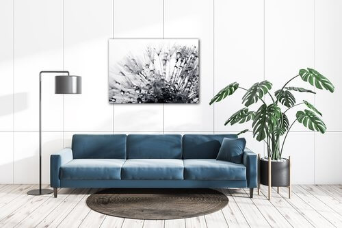 Obraz Púpava s kvapkami vody - 70 x 50 cm