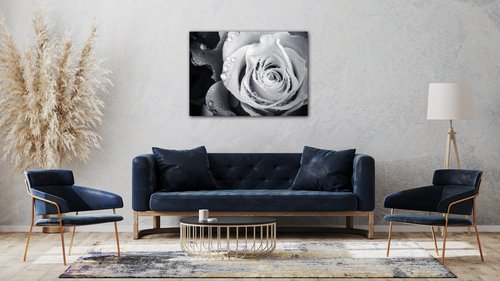 Obraz Čiernobiela ruže s kvapkami vody - 70 x 50 cm