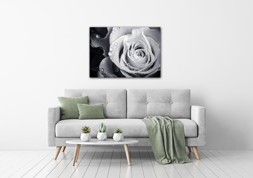 Obraz Čiernobiela ruže s kvapkami vody - 70 x 50 cm