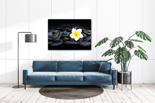 Obraz Biely kvet na čiernych kameňoch - 70 x 50 cm