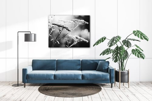Obraz Čiernobiela lúčna kvetina - 90 x 70 cm