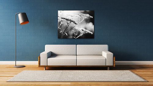 Obraz Čiernobiela lúčna kvetina - 90 x 70 cm