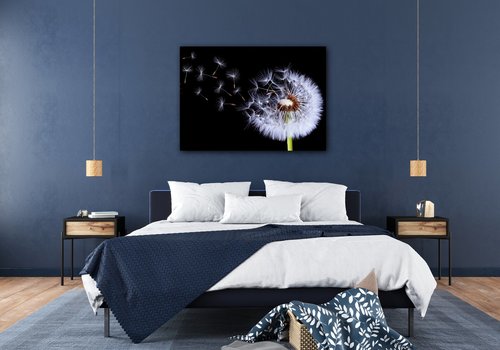Obraz Púpava na čiernom pozadí - 70 x 50 cm