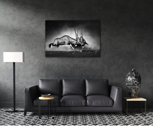 Obraz Antilopy čiernobiele - 90 x 60 cm
