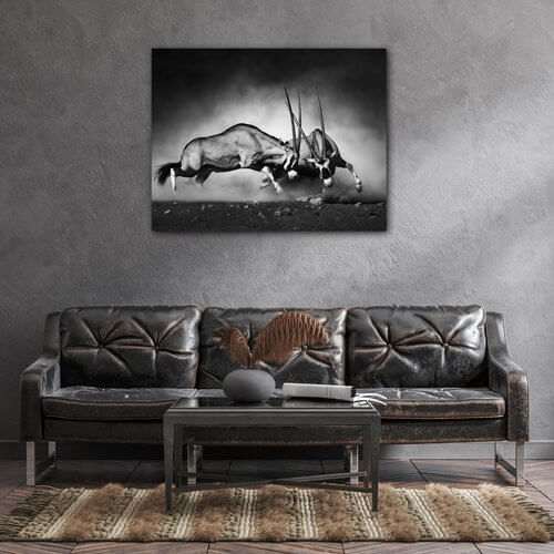 Obraz Antilopy čiernobiele - 90 x 70 cm