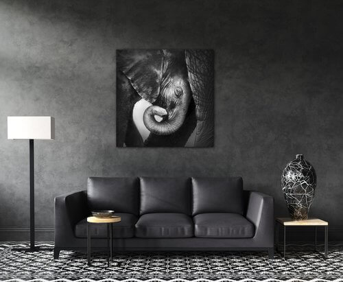 Obraz Slon čiernobiely - 50 x 50 cm