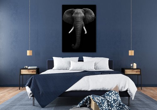 Obraz Slon čiernobiely - 50 x 70 cm