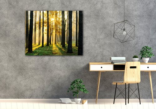 Obraz Osvietený les - 90 x 70 cm