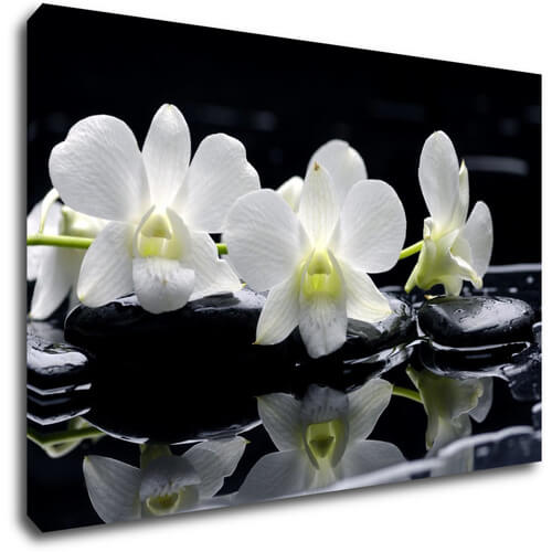 Obraz Biele orchidee na čiernom pozadí