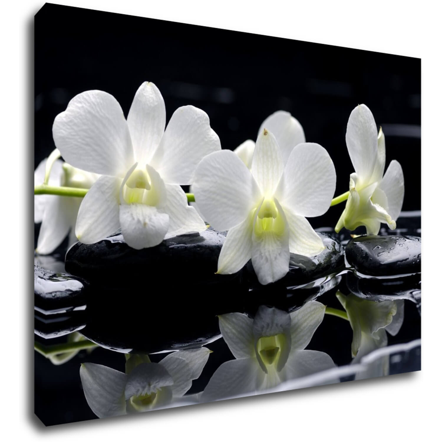 Obraz Biele orchidee na čiernom pozadí - 70 x 50 cm