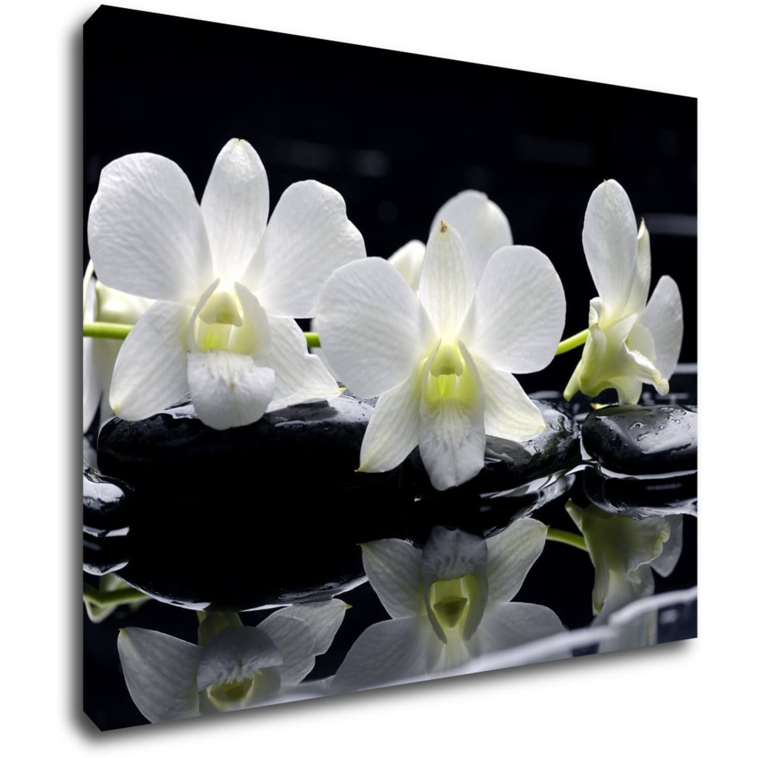 Obraz Biele orchidee na čiernom pozadí - 90 x 70 cm