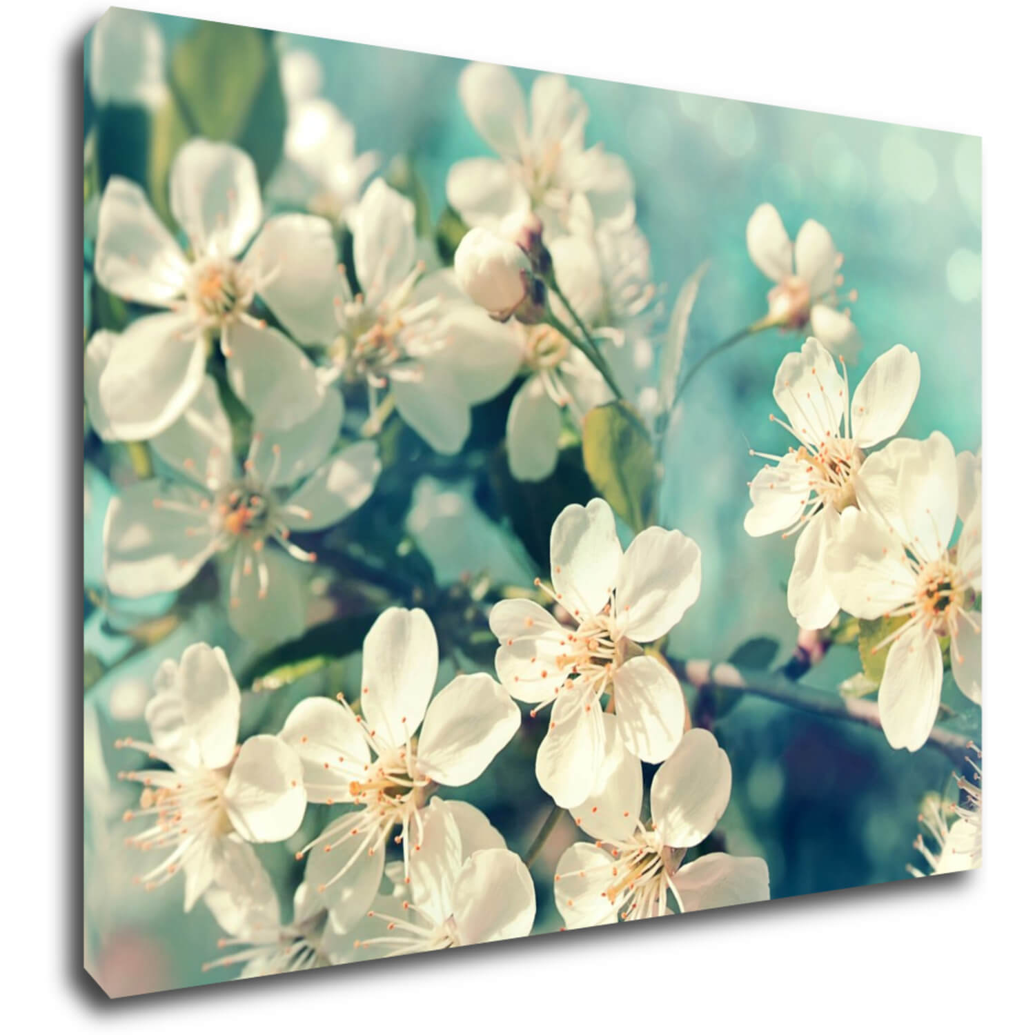 Obraz Čerešňový kvet modré pozadie - 60 x 40 cm