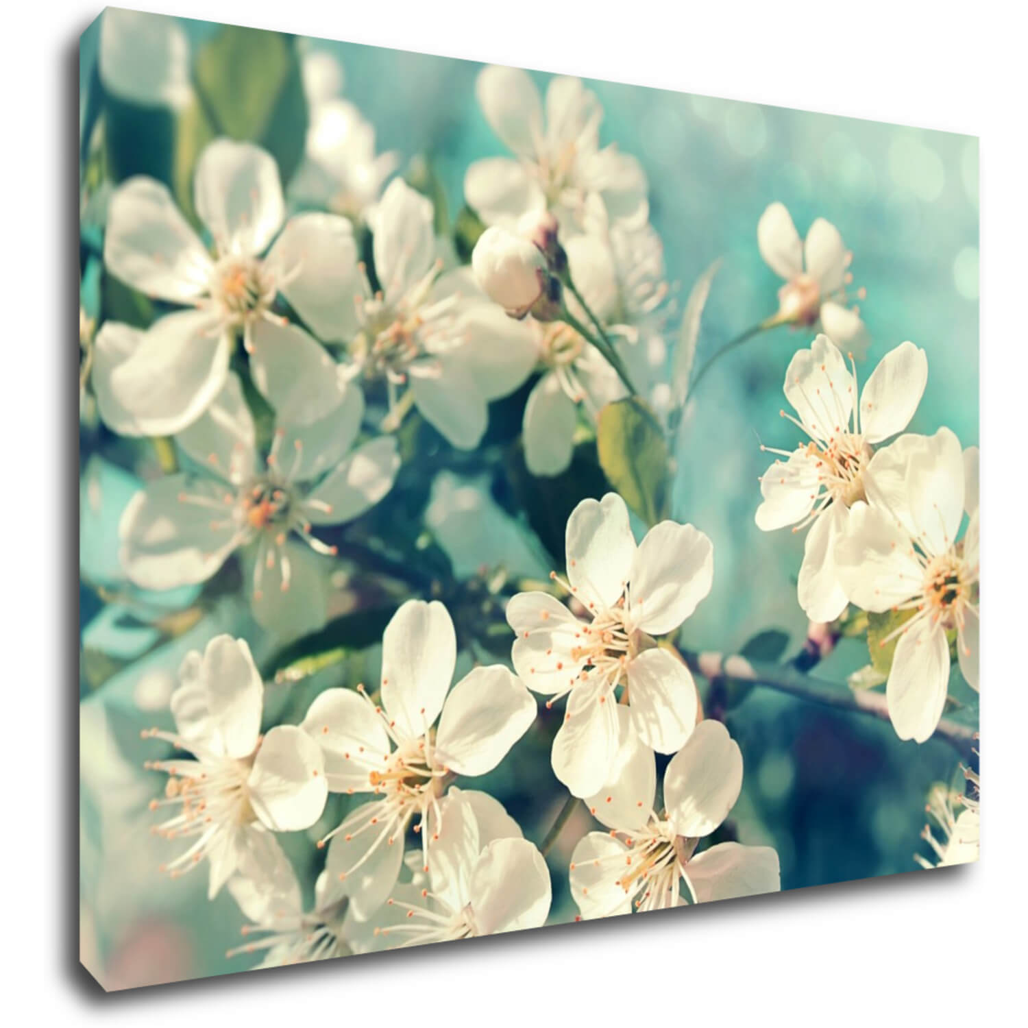 Obraz Čerešňový kvet modré pozadie - 70 x 50 cm