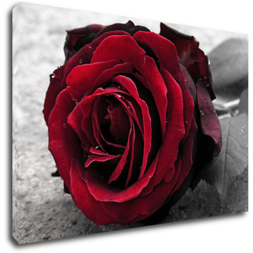 Obraz Ruže na čiernobielom pozadí - 60 x 40 cm