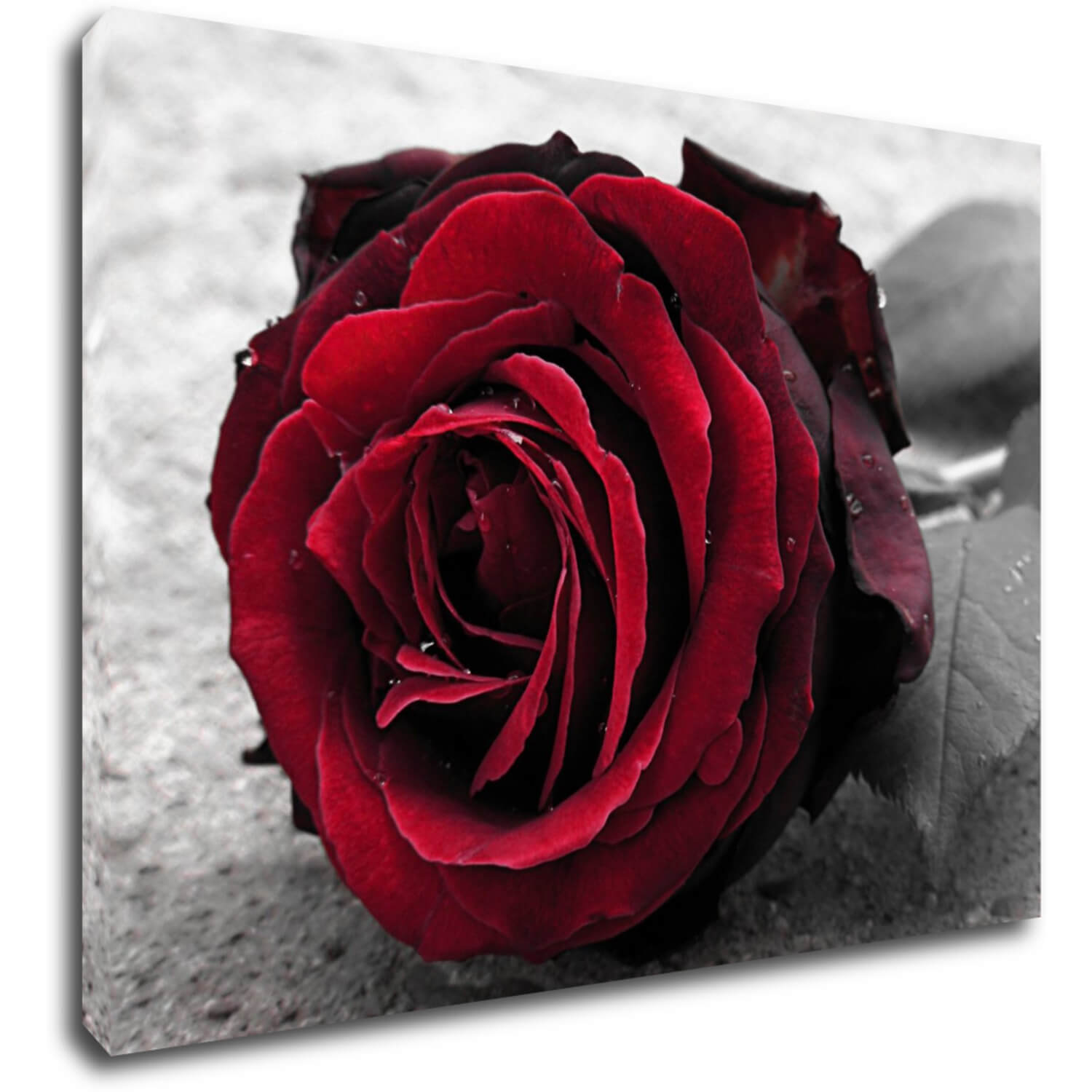 Obraz Ruže na čiernobielom pozadí - 70 x 50 cm