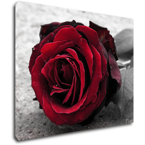 Obraz Ruže na čiernobielom pozadí - 90 x 70 cm
