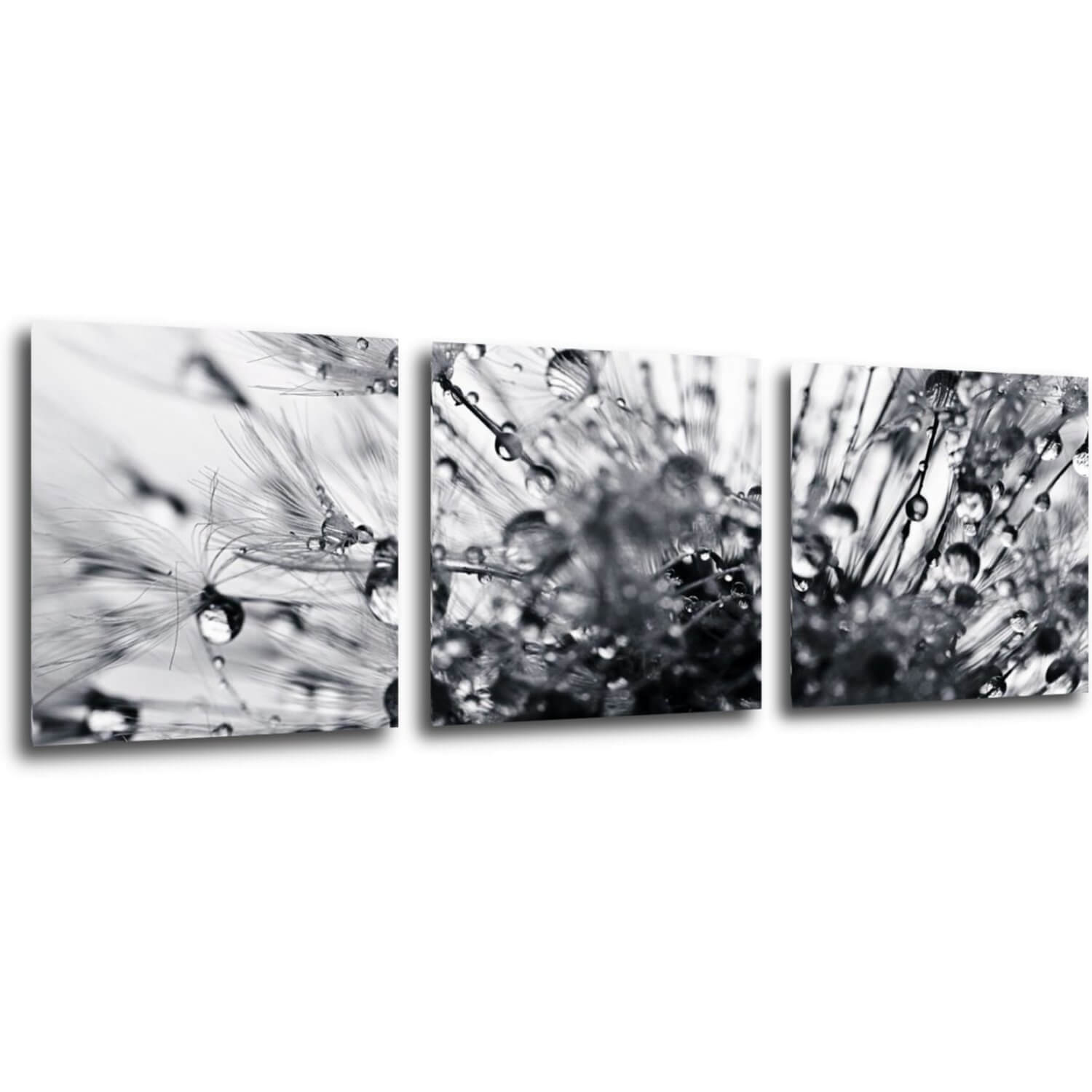 Obraz Púpava s kvapkami vody - 90 x 30 cm (3 dielny)
