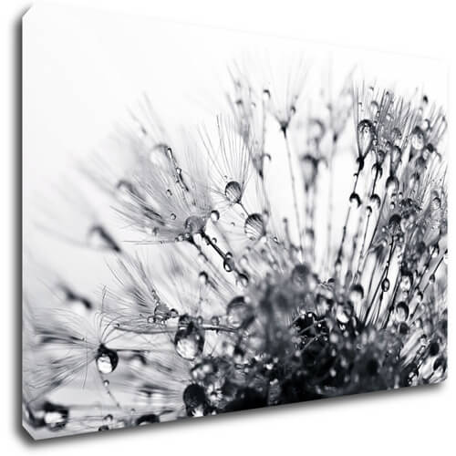 Obraz Púpava s kvapkami vody - 90 x 60 cm