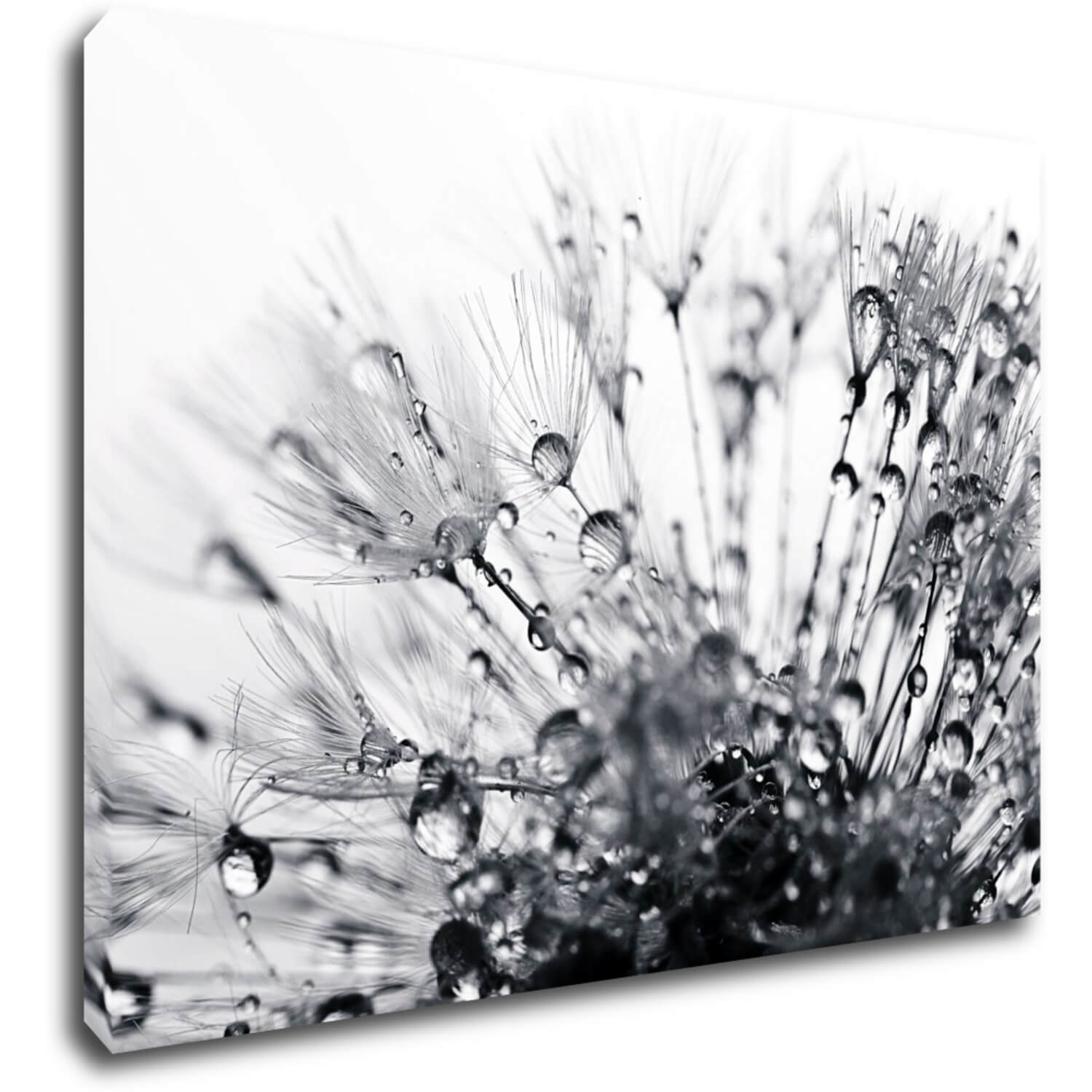 Obraz Púpava s kvapkami vody - 70 x 50 cm