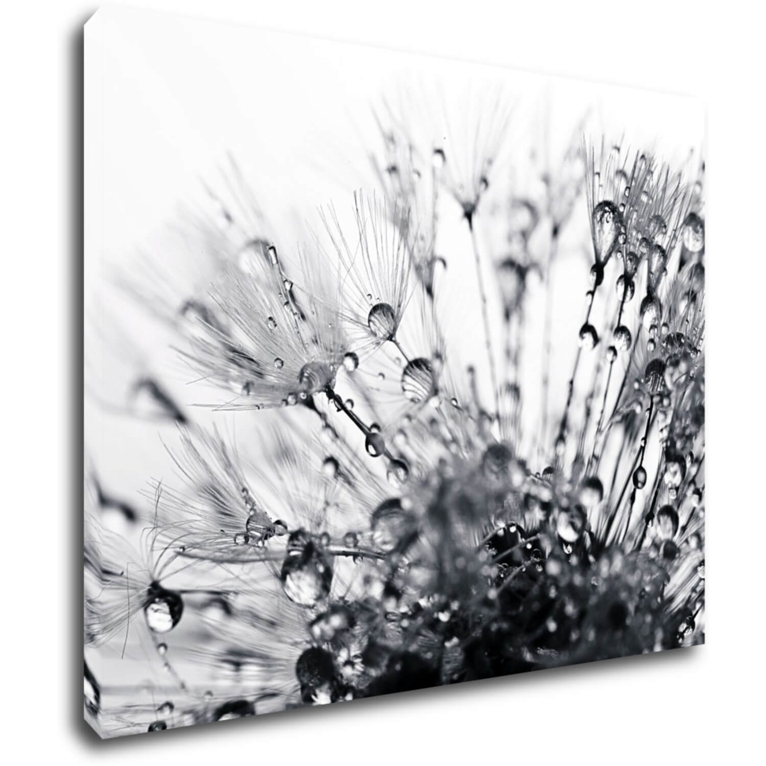 Obraz Púpava s kvapkami vody - 90 x 70 cm