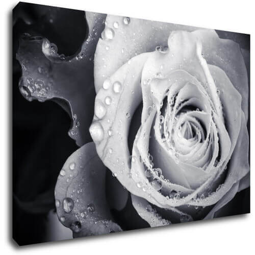 Obraz Čiernobiela ruže s kvapkami vody