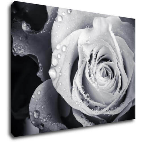 Obraz Čiernobiela ruže s kvapkami vody - 70 x 50 cm