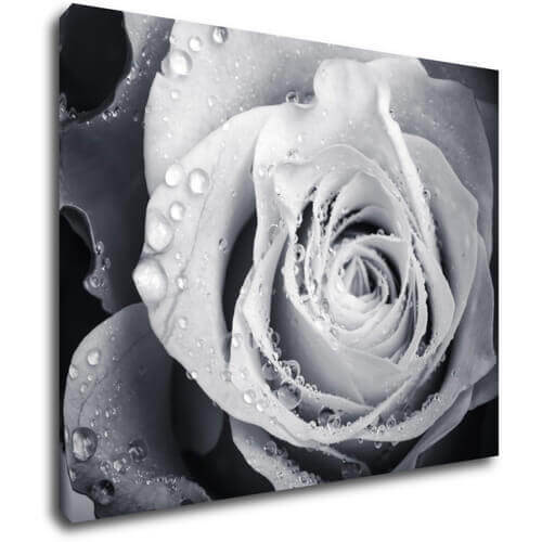 Obraz Čiernobiela ruže s kvapkami vody - 90 x 70 cm