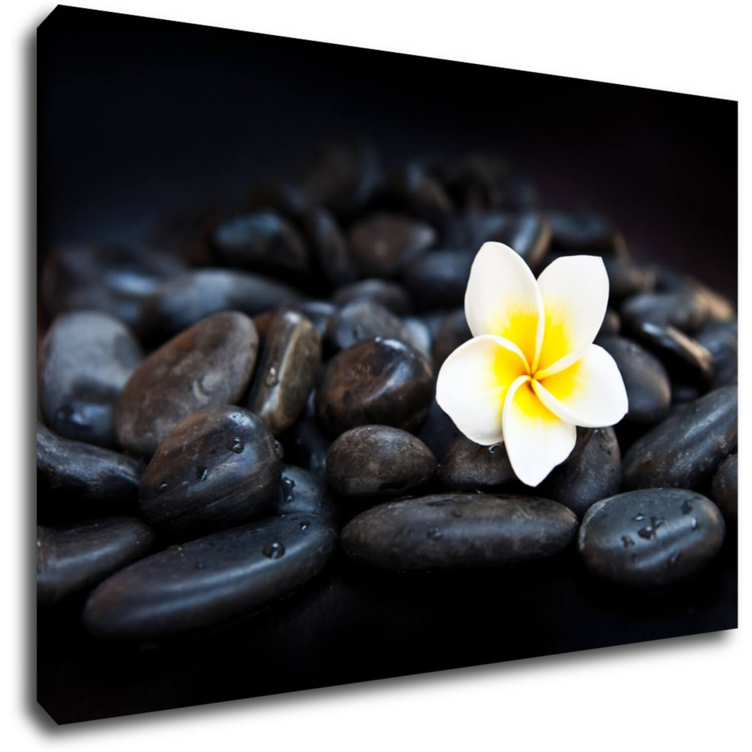 Obraz Biely kvet na čiernych kameňoch - 60 x 40 cm