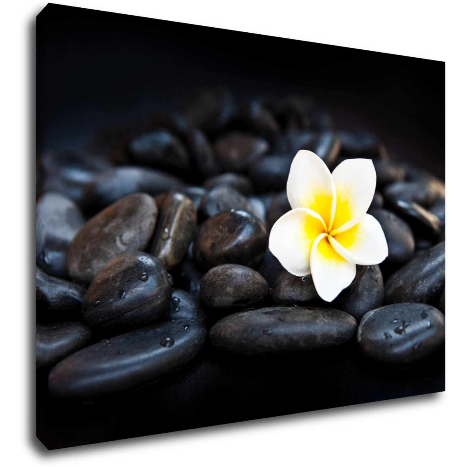Obraz Biely kvet na čiernych kameňoch - 70 x 50 cm