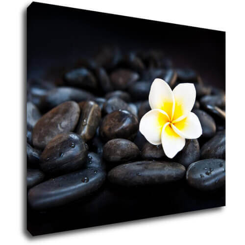Obraz Biely kvet na čiernych kameňoch - 90 x 70 cm
