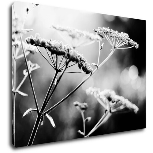 Obraz Čiernobiela lúčna kvetina - 70 x 50 cm