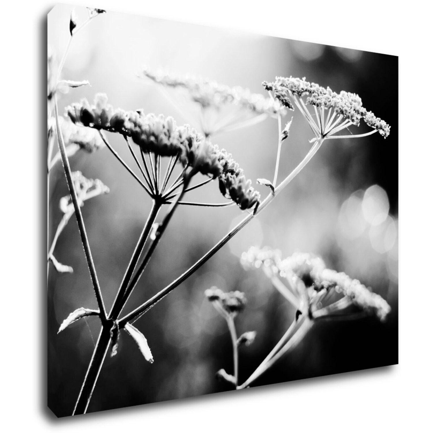 Obraz Čiernobiela lúčna kvetina - 90 x 70 cm