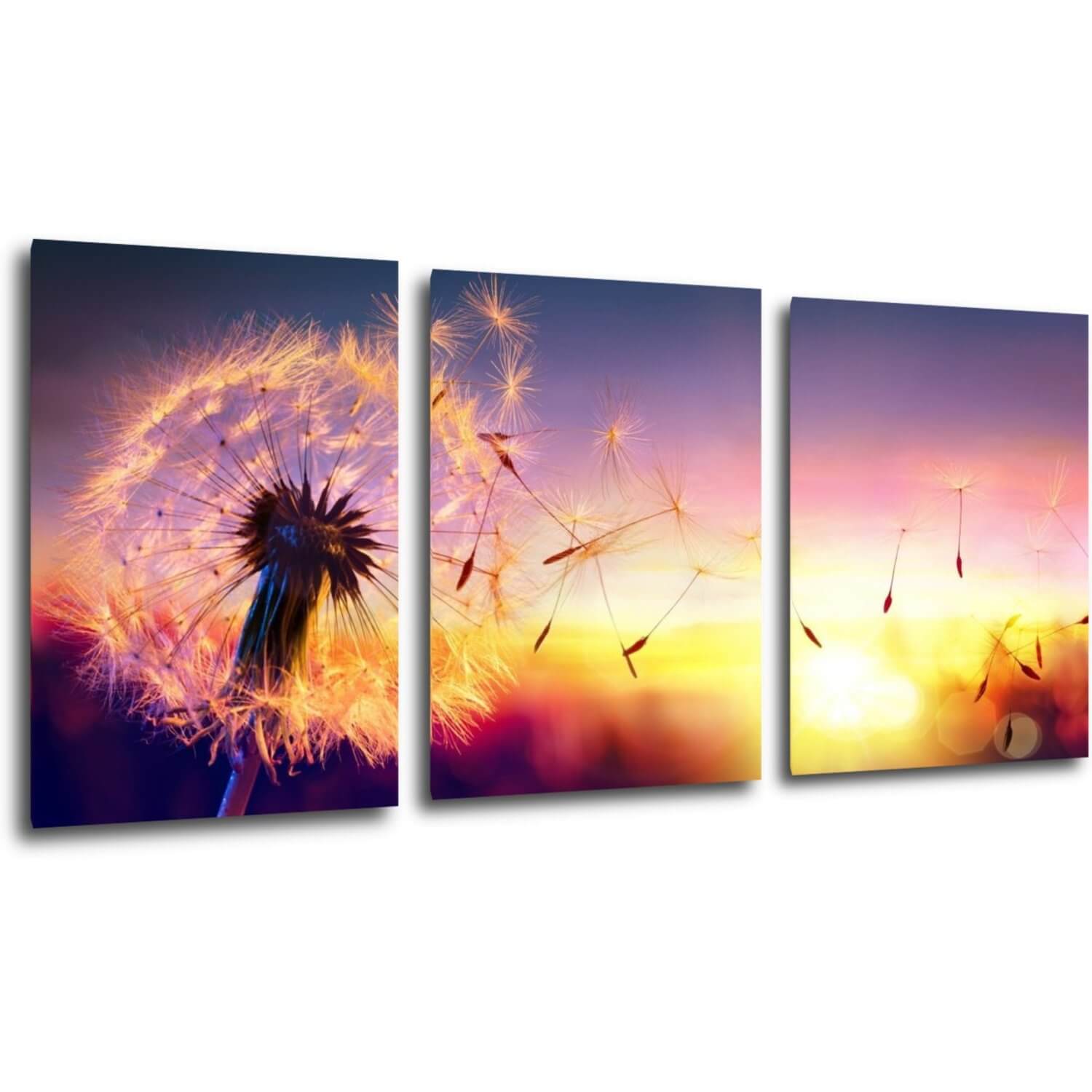 Obraz Púpava sa západom slnka - 150 x 70 cm (3 dielny)