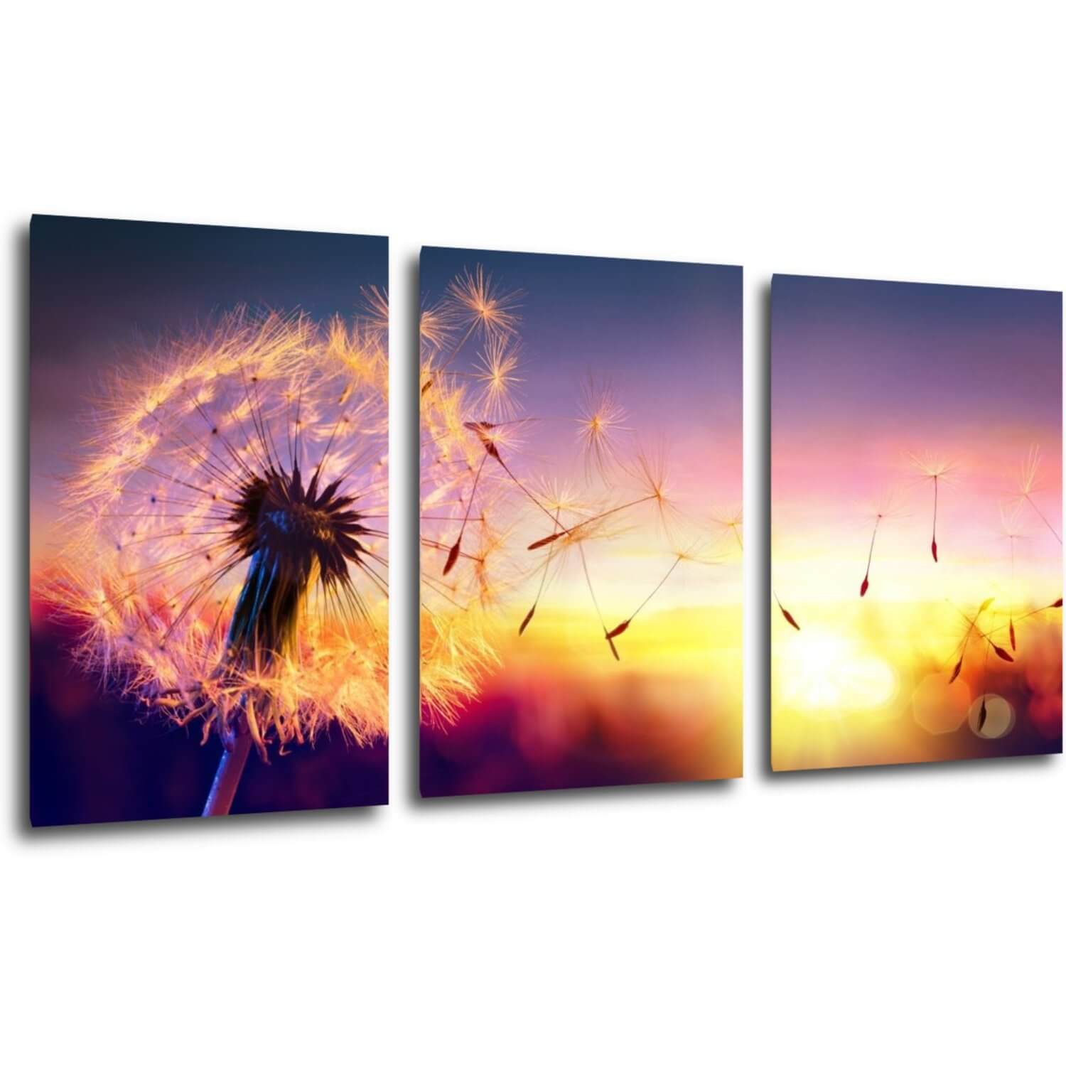 Obraz Púpava sa západom slnka - 120 x 60 cm (3 dielný)