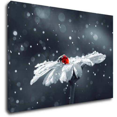 Obraz Lienka na kvetine - 60 x 40 cm