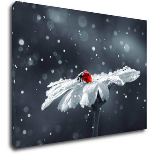 Obraz Lienka na kvetine - 70 x 50 cm