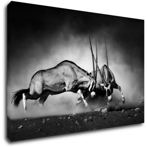 Obraz Antilopy čiernobiele - 60 x 40 cm