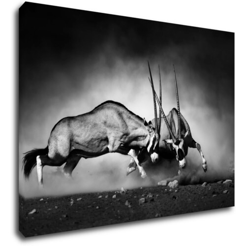 Obraz Antilopy čiernobiele - 70 x 50 cm