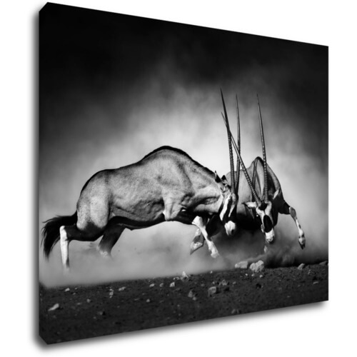 Obraz Antilopy čiernobiele - 90 x 70 cm