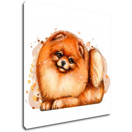 Obraz Pes Pomeranian - 20 x 20 cm