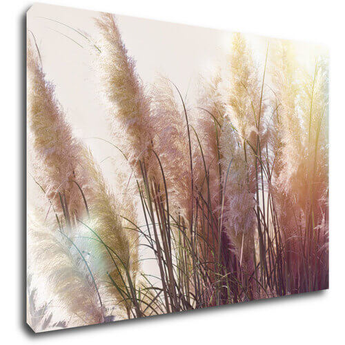 Obraz Suchá tráva - 70 x 50 cm