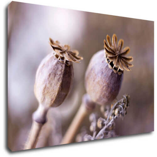 Obraz Suché kvety škandinásky štýl - 60 x 40 cm