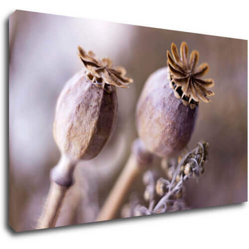 Obraz Suché kvety škandinásky štýl - 50 x 30 cm