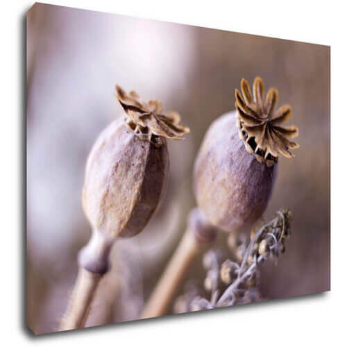 Obraz Suché kvety škandinásky štýl - 70 x 50 cm