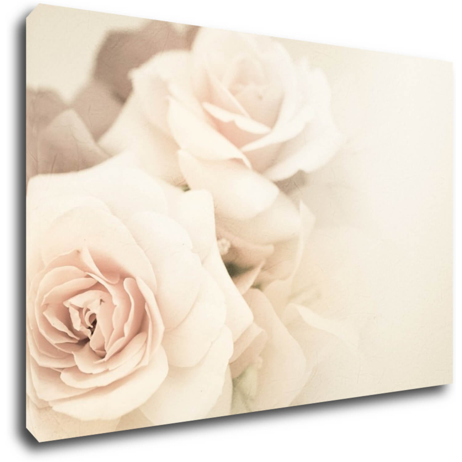 Obraz Ruže svetlé - 60 x 40 cm