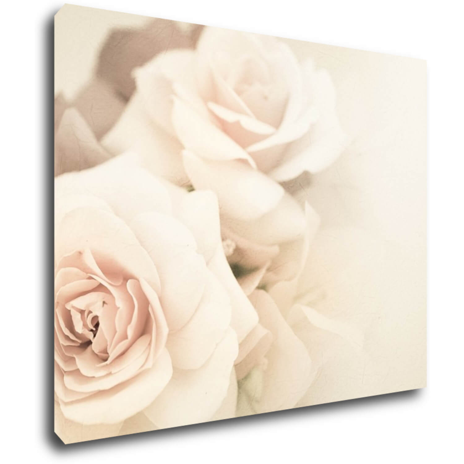 Obraz Ruže svetlé - 90 x 70 cm