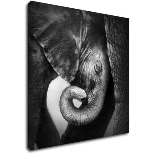 Obraz Slon čiernobiely - 70 x 70 cm