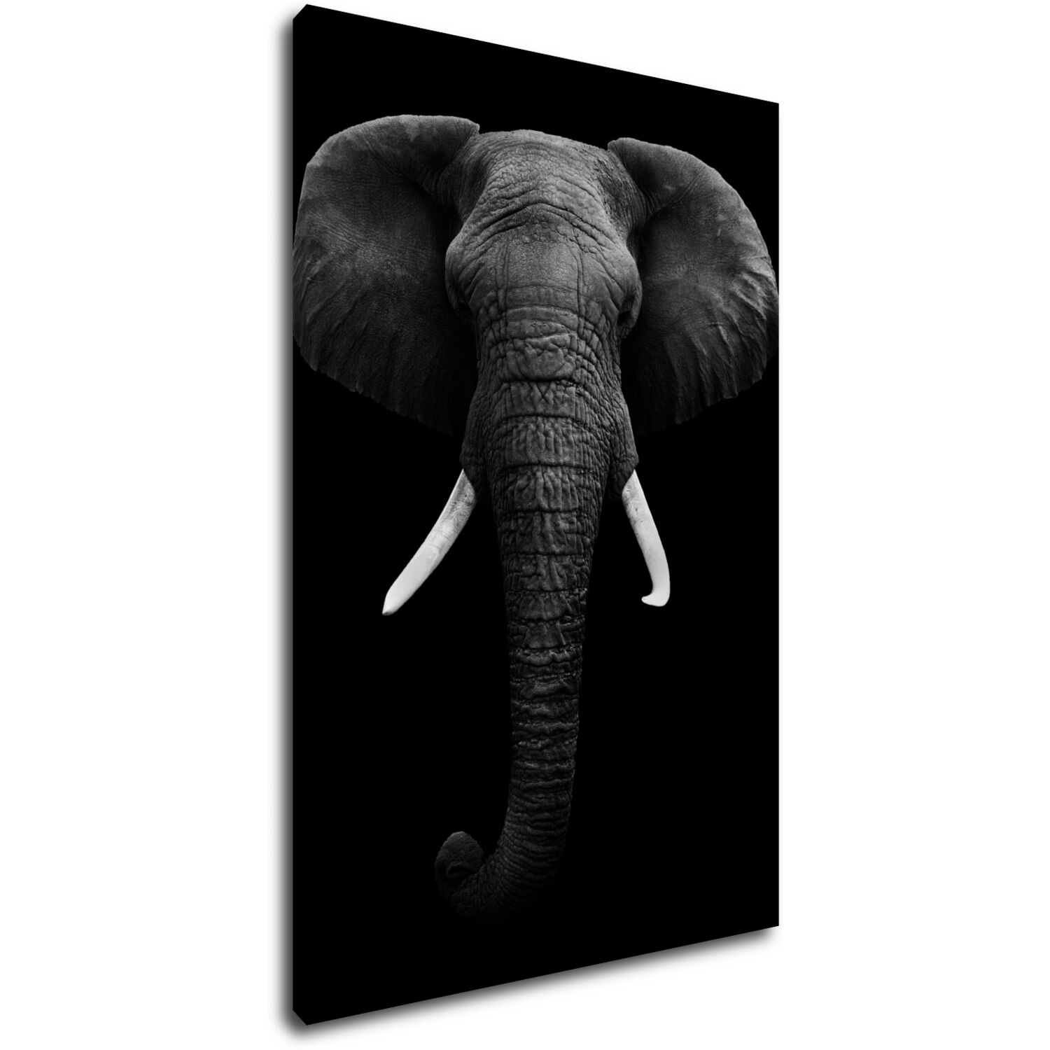 Obraz Slon čiernobiely - 60 x 90 cm