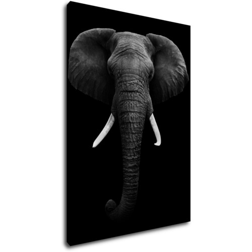 Obraz Slon čiernobiely