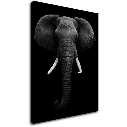 Obraz Slon čiernobiely - 70 x 90 cm